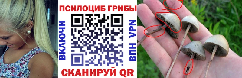 закладки  Липки  Псилоцибиновые грибы мицелий 